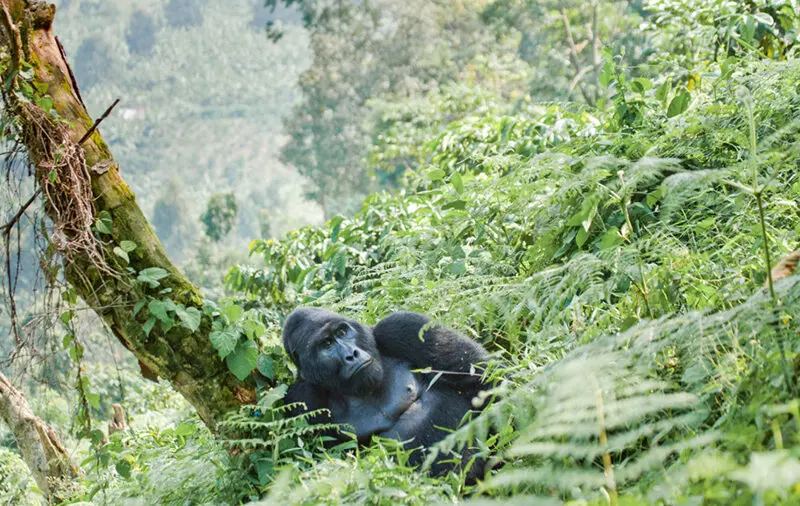 gorilla relaxing amidst the trees in the forest in the sunshine
