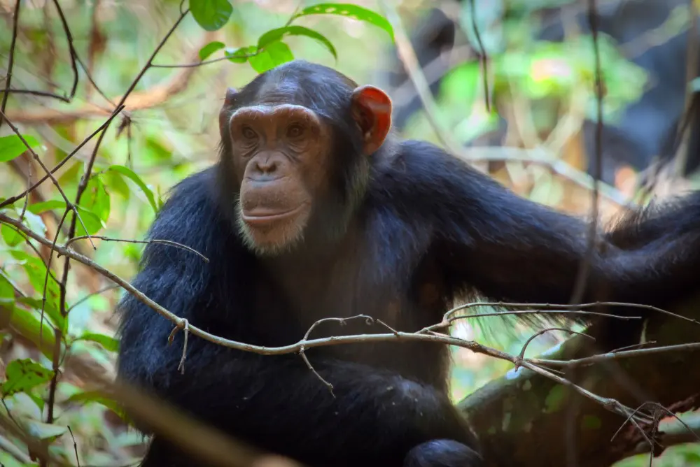 A young chimpanzee, attentive and curious in Rubondo Island National Park, Tanzania.