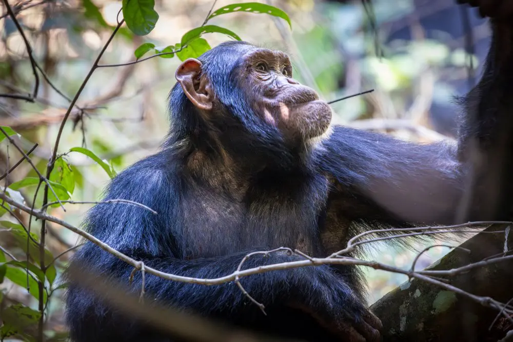 A chimpanzee sits with a stick in its mouth, Rubondo Island National Park, Tanzania.
