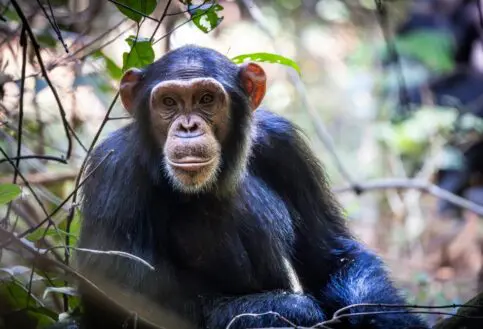The young chimpanzee, inquisitive and curious, in Rubondo Island National Park, Tanzania