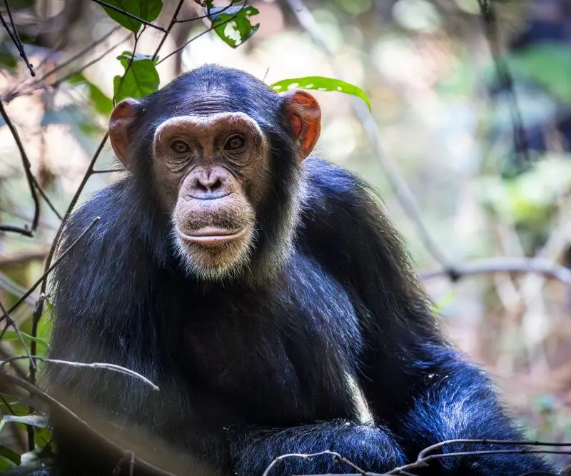 The young chimpanzee, inquisitive and curious, in Rubondo Island National Park, Tanzania