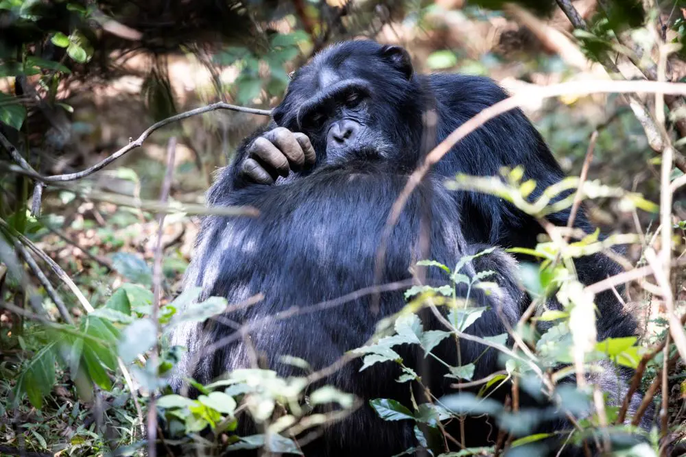 The important ritual of grooming, reaffirming bonds between family.