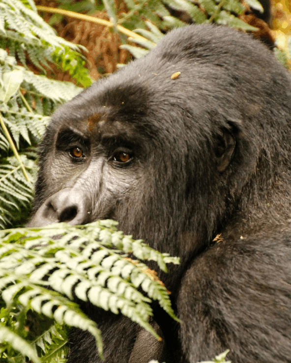 Bwindi Gorilla between the leaves