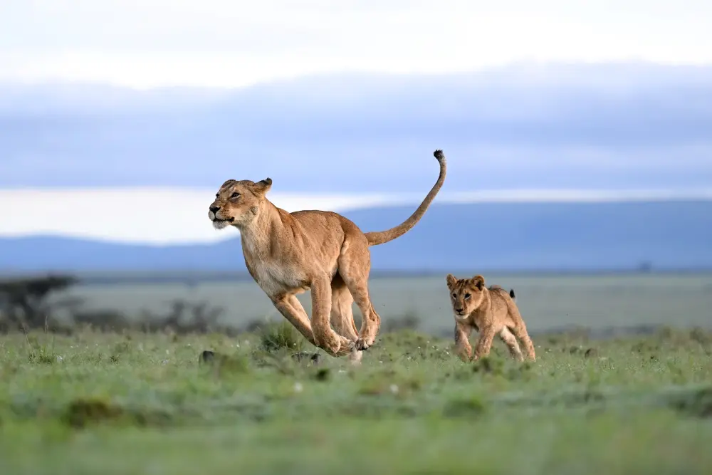 A lion cub chases a lioness across the green grass in the Mara Naboisho Conservancy.