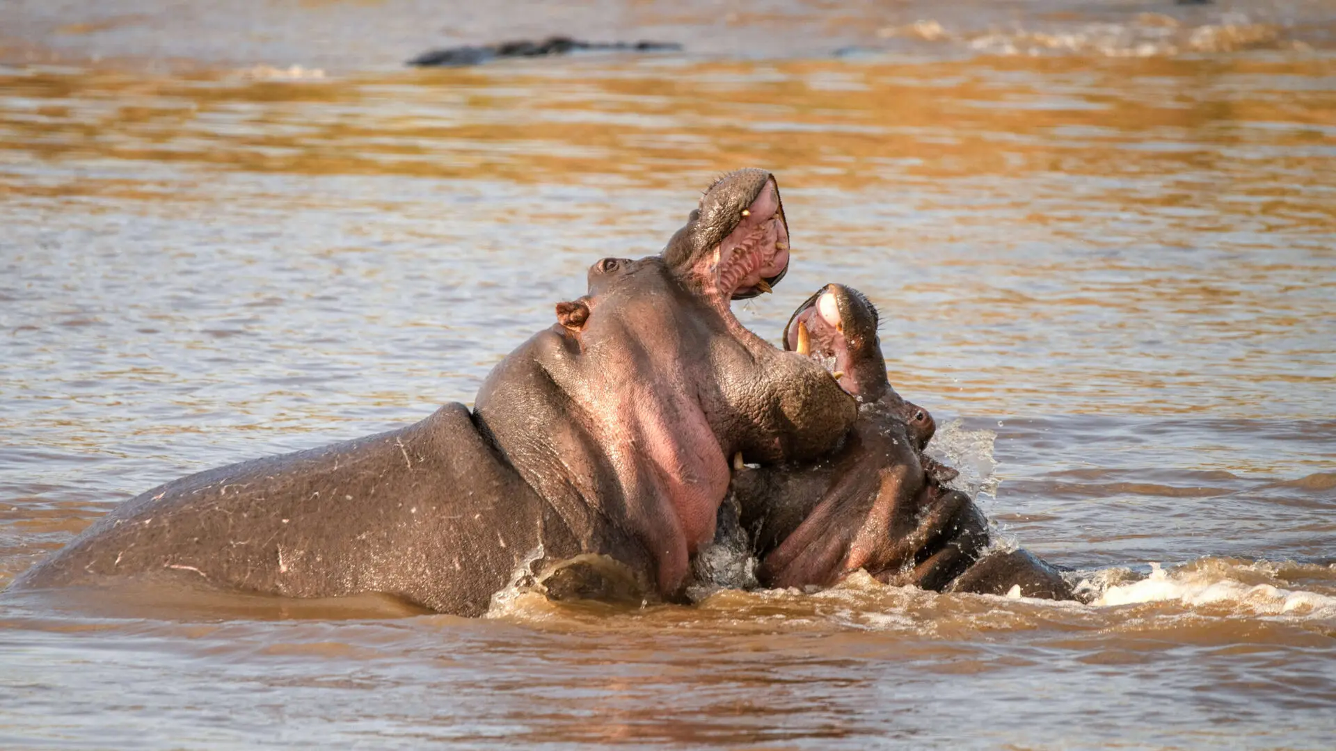 Hippos in a playful mood in the water in the Masai Mara