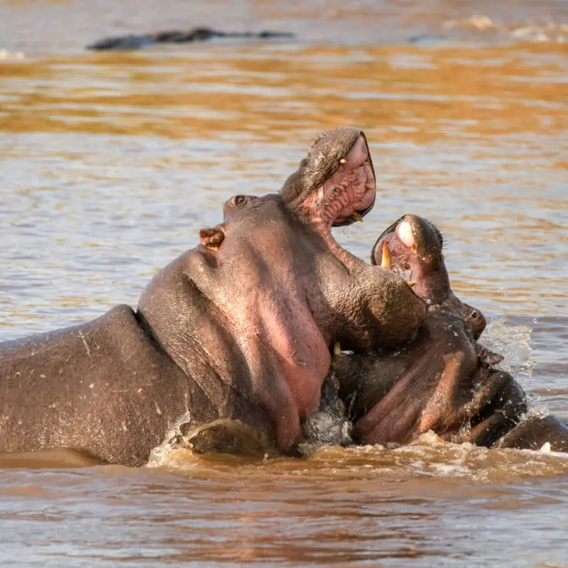 Hippos in a playful mood in the water in the Masai Mara