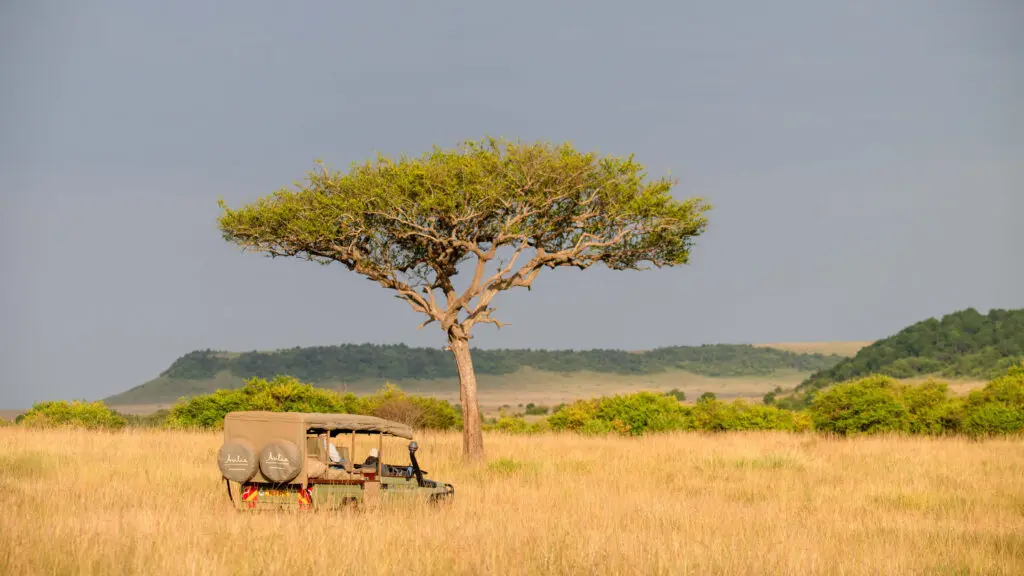 Asilia branded vehicle near a tree in Masai Mara