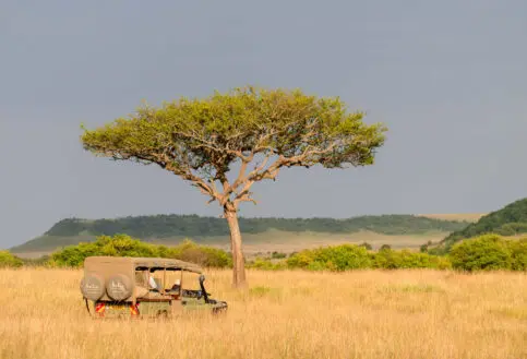 Asilia branded vehicle near a tree in Masai Mara
