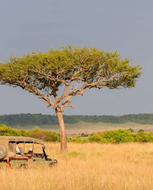 Asilia branded vehicle near a tree in Masai Mara
