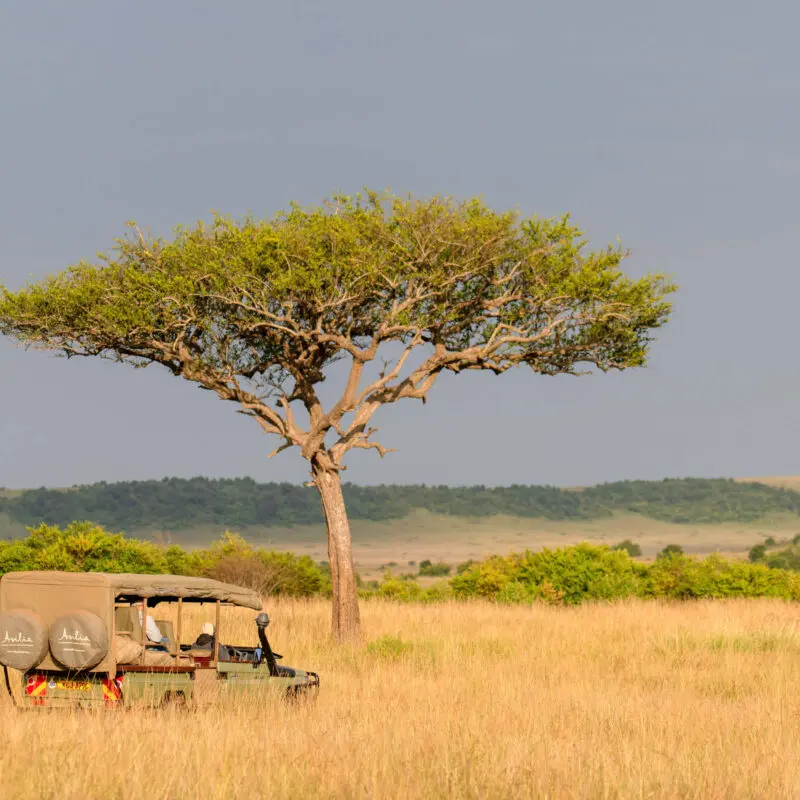 Asilia branded vehicle near a tree in Masai Mara