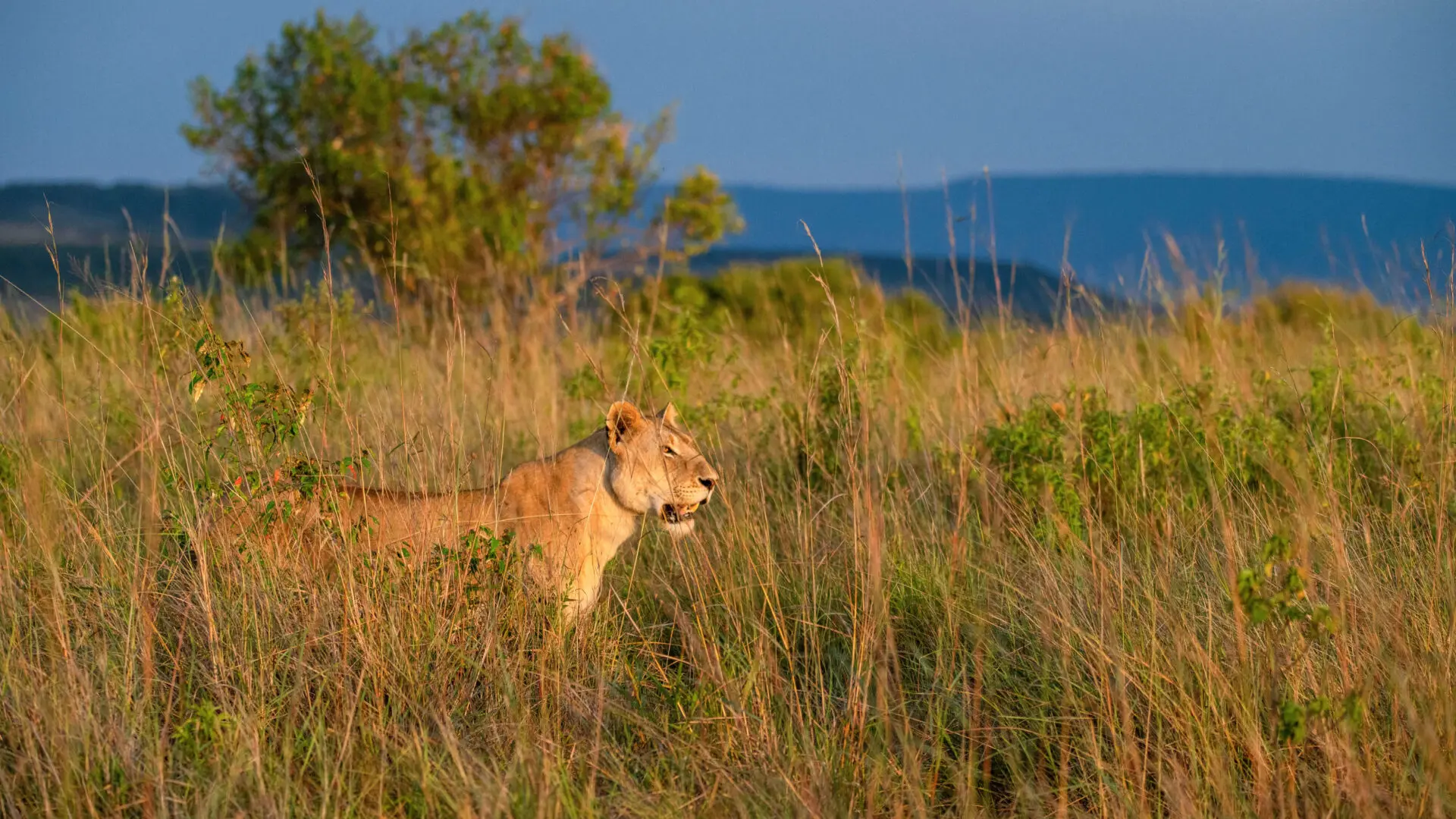 Lioness in the long grass looking out on the plains in the Masai Mara