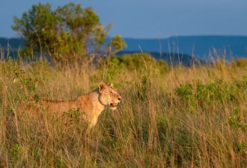 Lioness in the long grass looking out on the plains in the Masai Mara