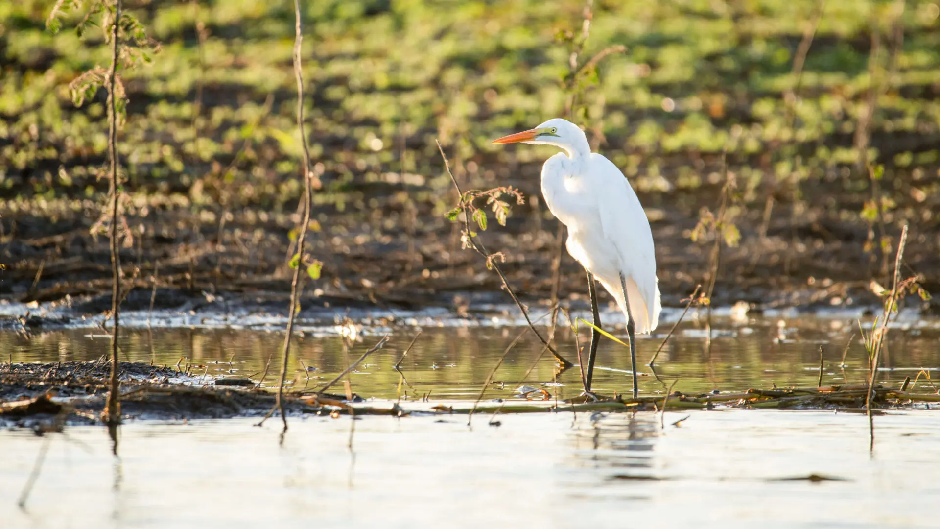 Heron in the water in Ruaha National Park