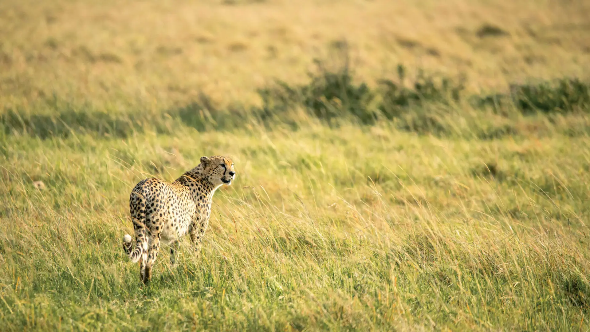 Cheetah amongst the grass looking out on the landscape in Serengeti National Park Tanzania