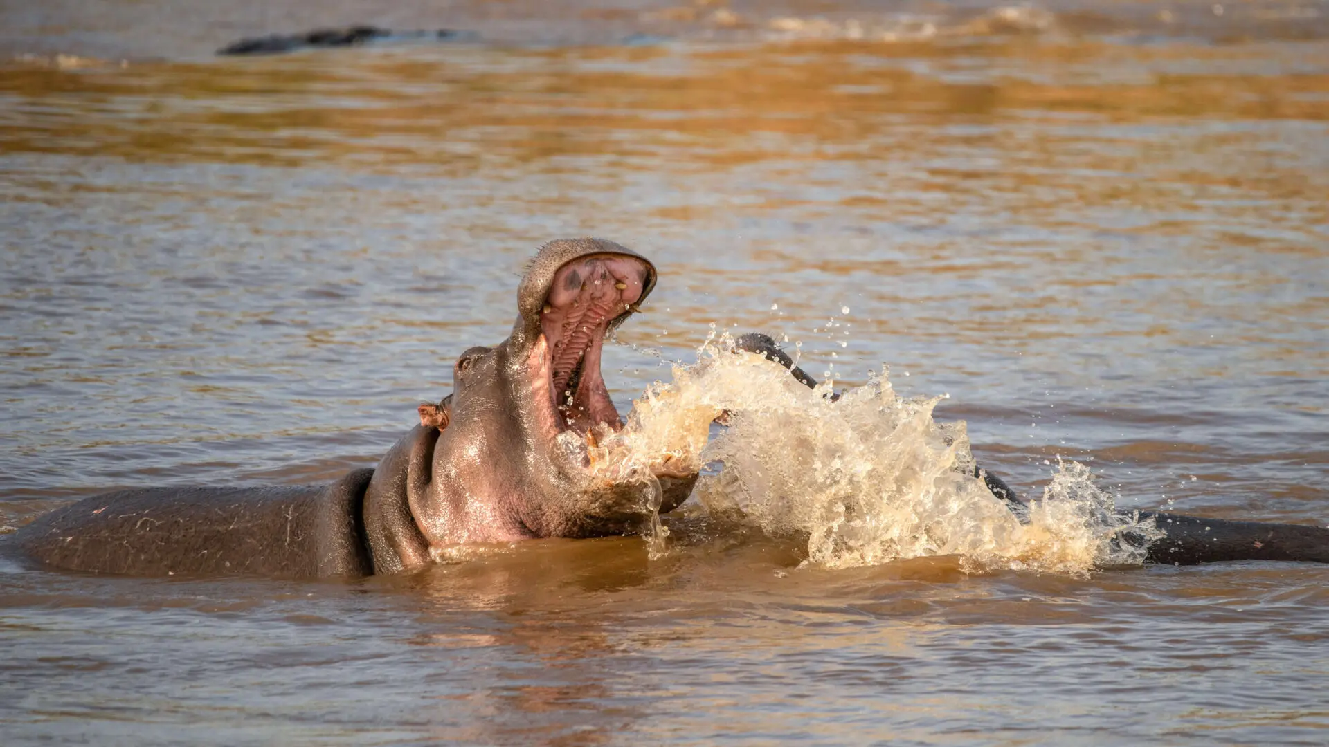 Hippos spotted playing in the water