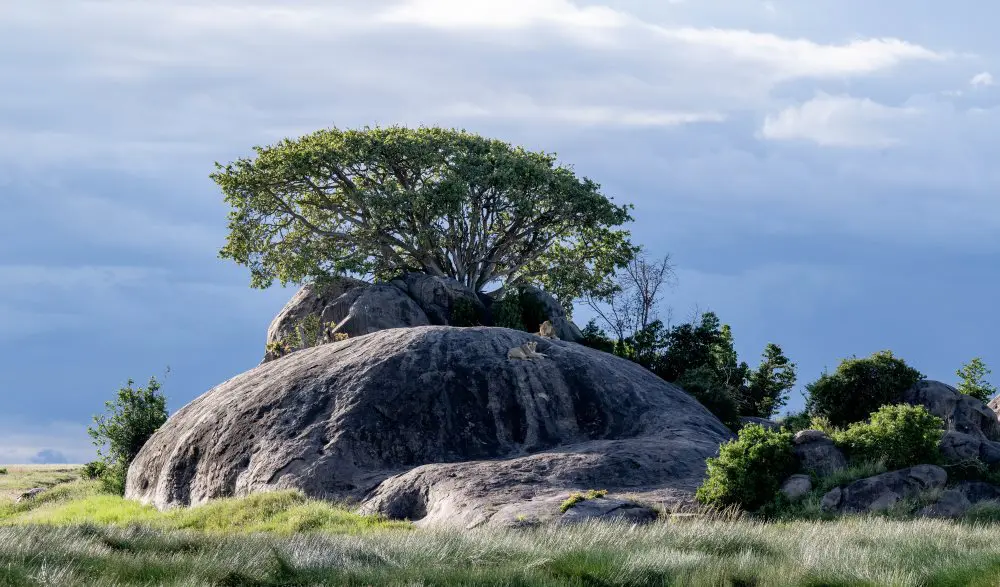 One of the many granite kopjes dotting the Namiri Plains, favoured by lion.