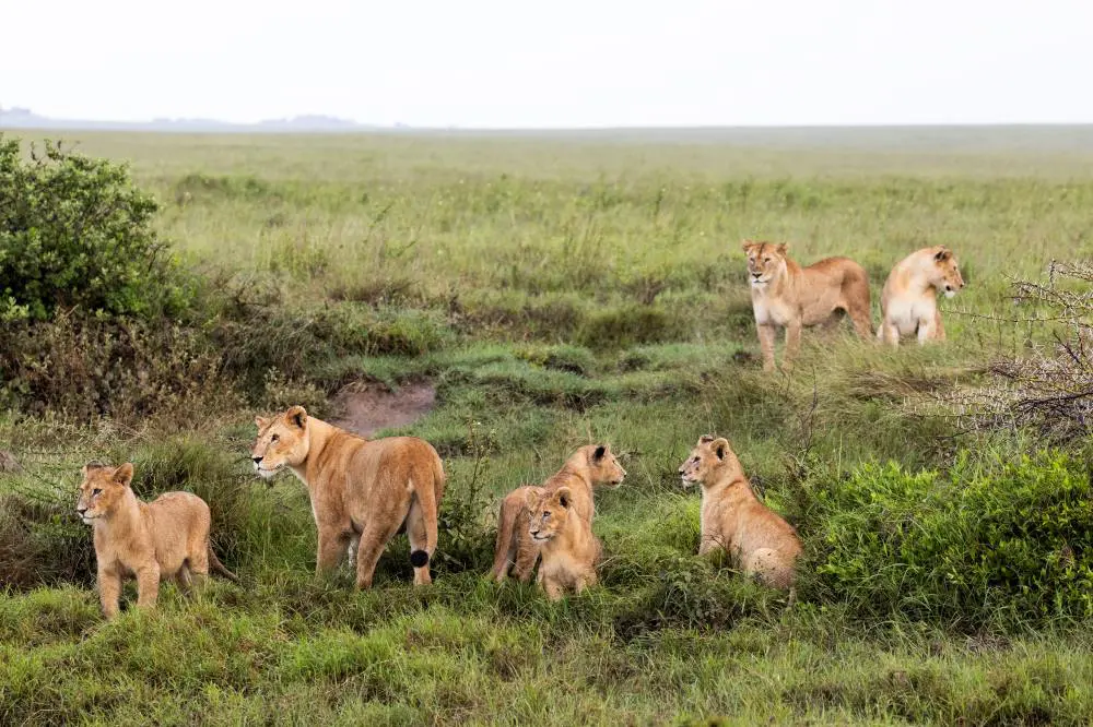 A pride of lion on the Namiri Plains, Serengeti.