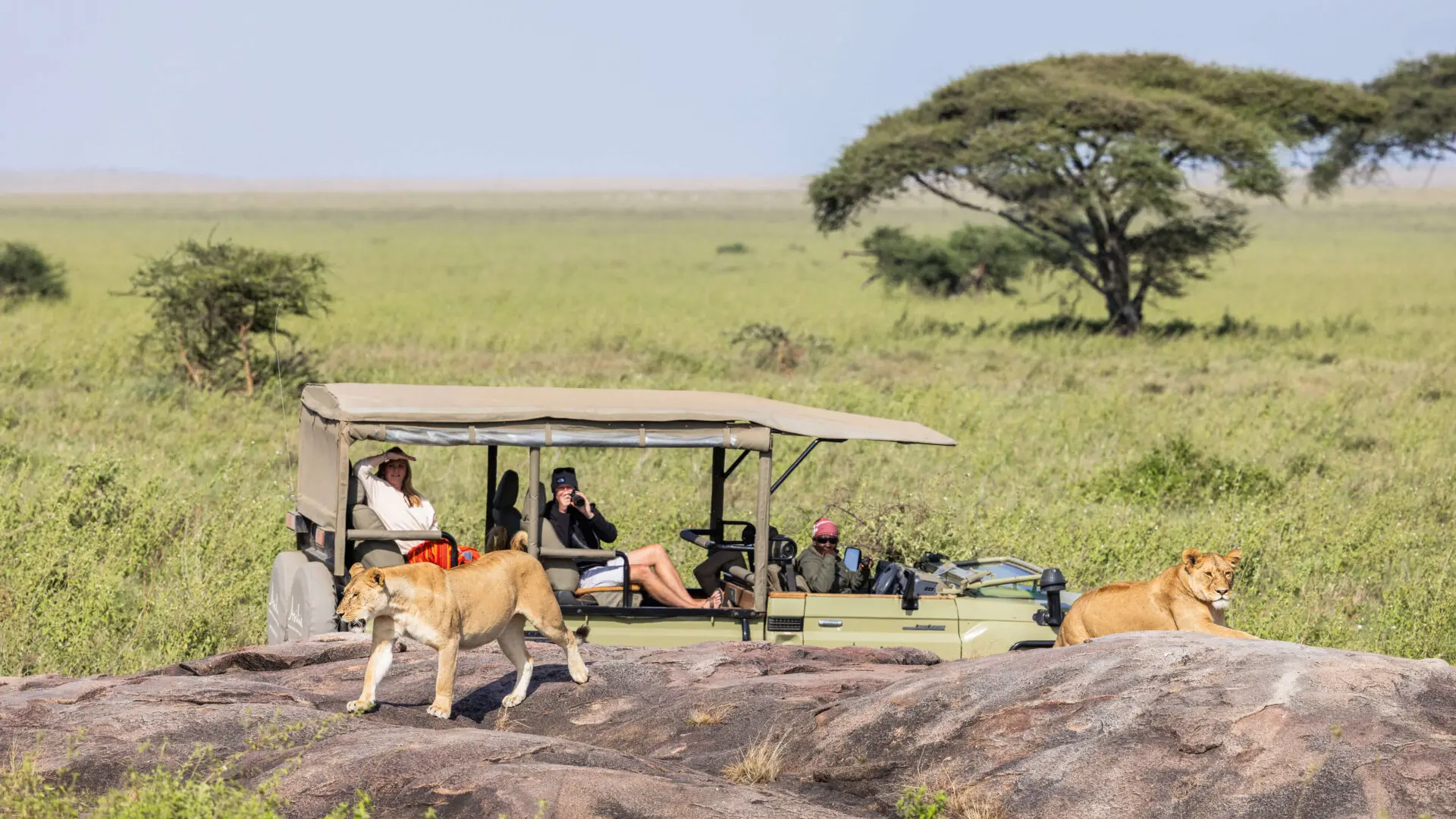 Guests enjoying a view of lions on a rock in the Serengeti