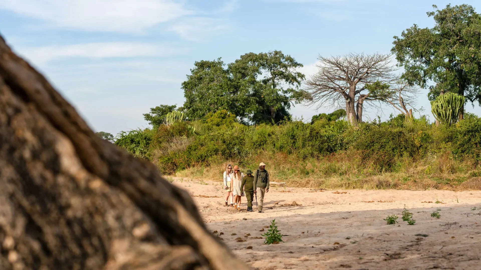 Guests and guides walking through Ruaha Park