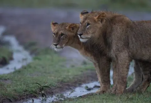 A pair of wet and muddy lion after a rain shower.