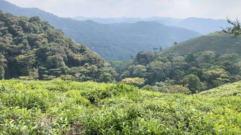 A view looking over the treetops of Bwindi Impenetrable Forest Uganda