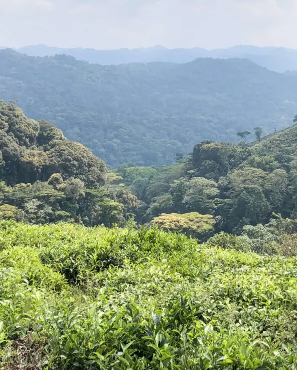 A view looking over the treetops of Bwindi Impenetrable Forest Uganda