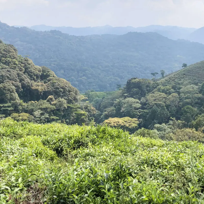 A view looking over the treetops of Bwindi Impenetrable Forest Uganda