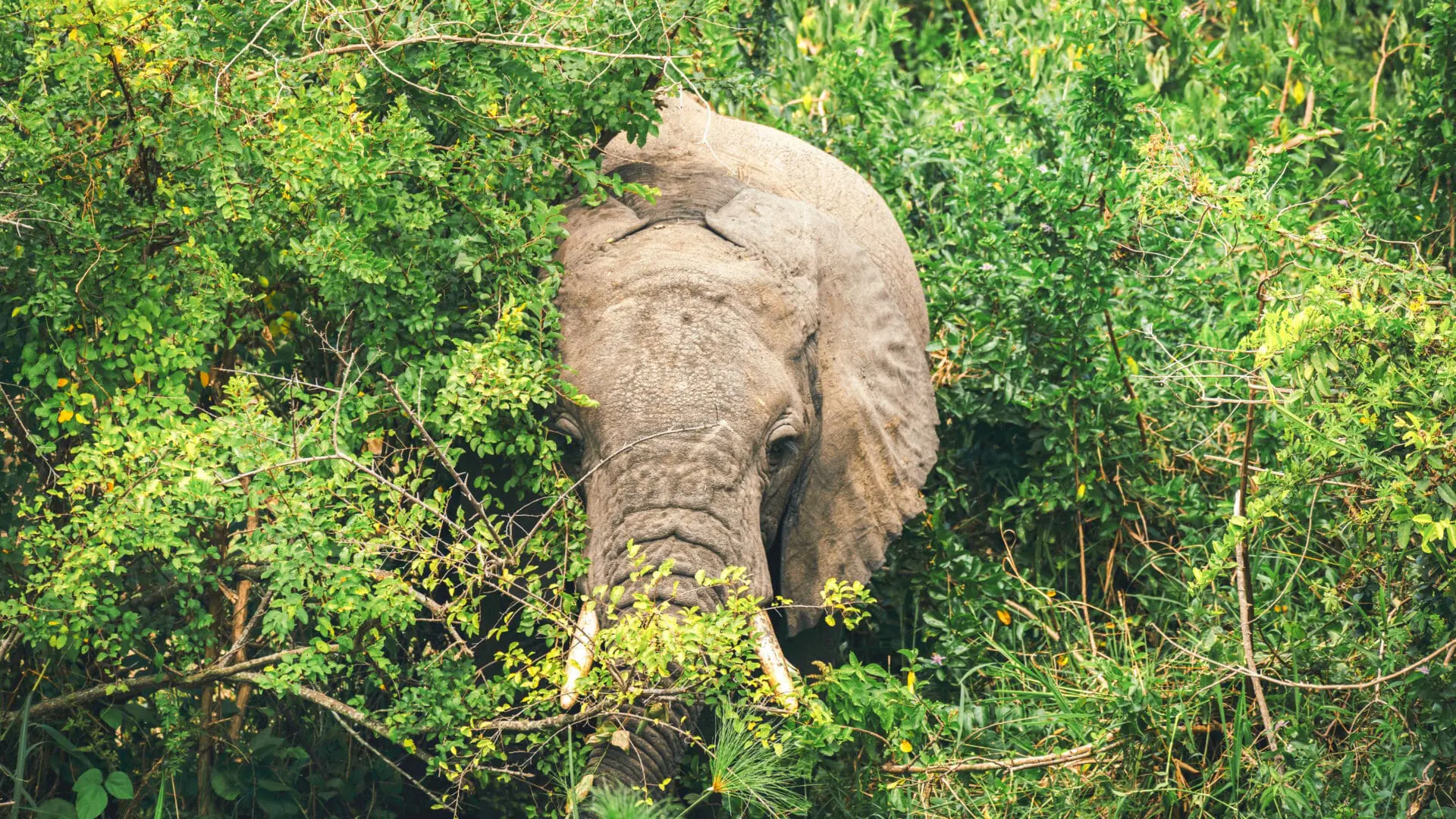 elephant hiding in the bushes in queen elizabeth national park in uganda