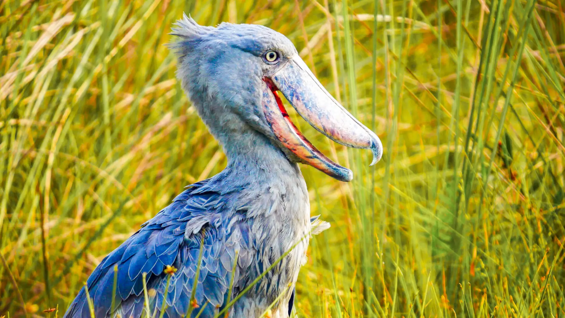 a shoebill stood in long grass, entebbe, uganda