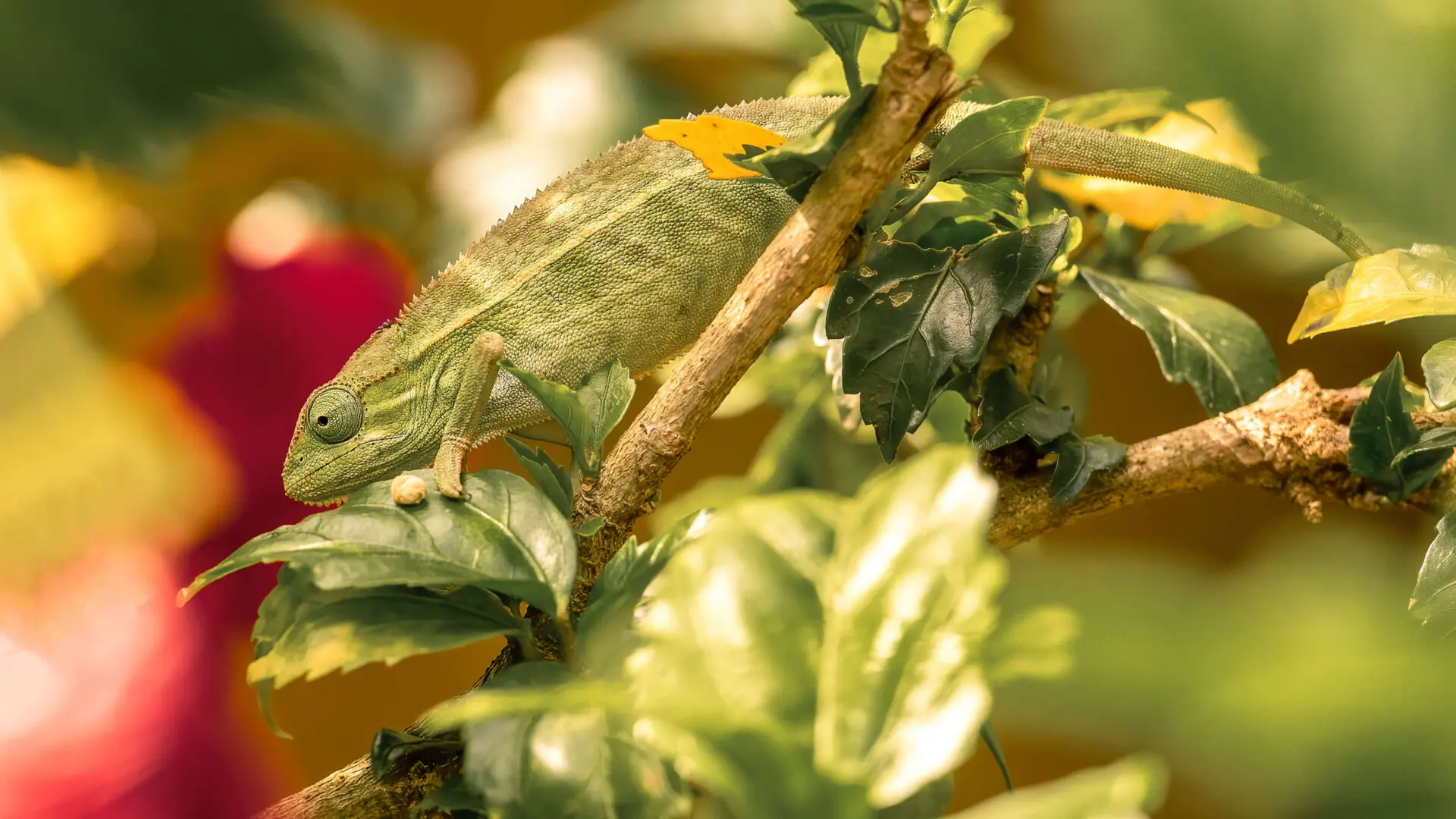 side-striped chameleon sitting on a tree branch, entebbe, uganda