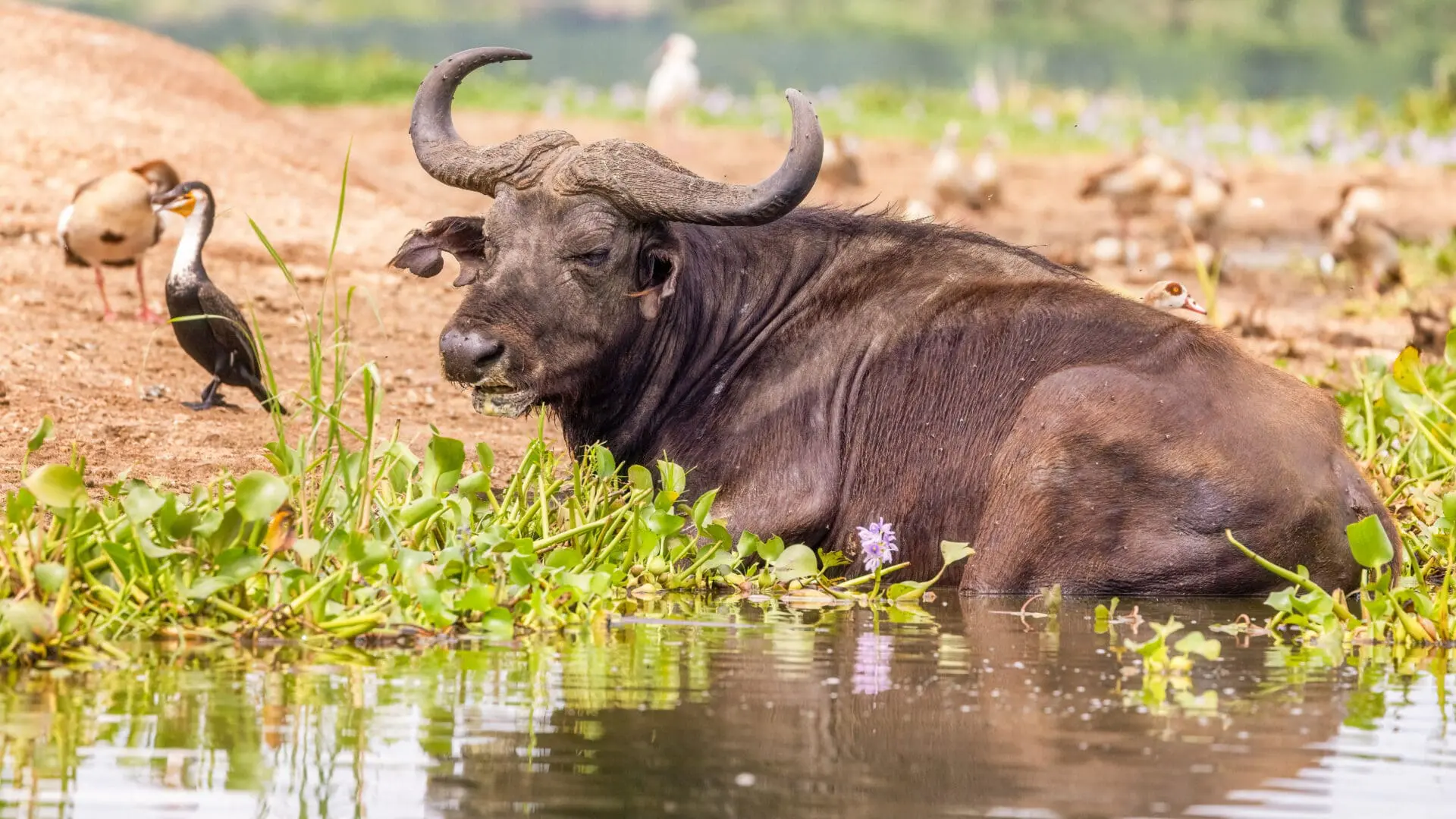 a water buffalo in the water in queen elizabeth national park in uganda