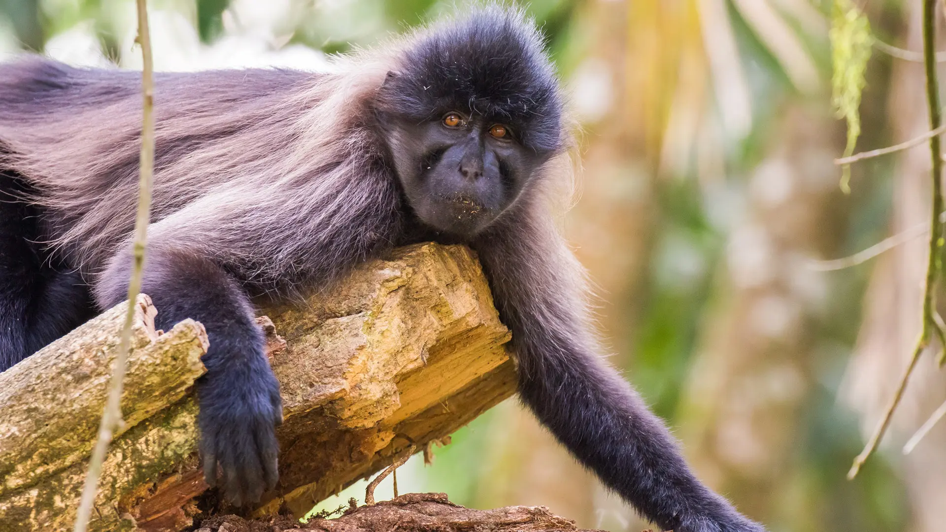 a grey cheeked mangabey sitting on a tree branch in kibale national park in uganda