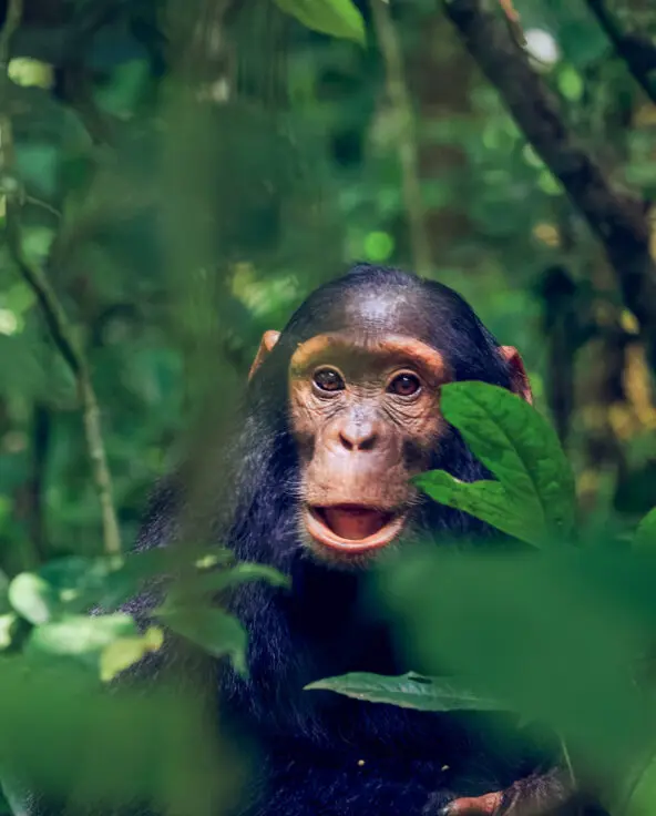 young chimp sitting in the tree branches in kibale national park in uganda