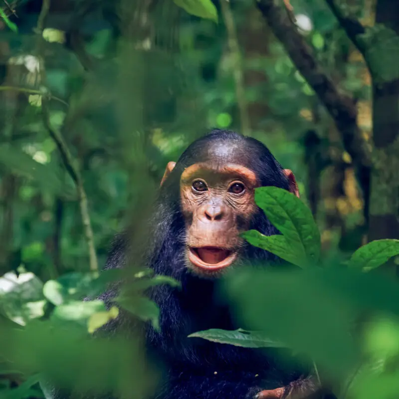 young chimp sitting in the tree branches in kibale national park in uganda