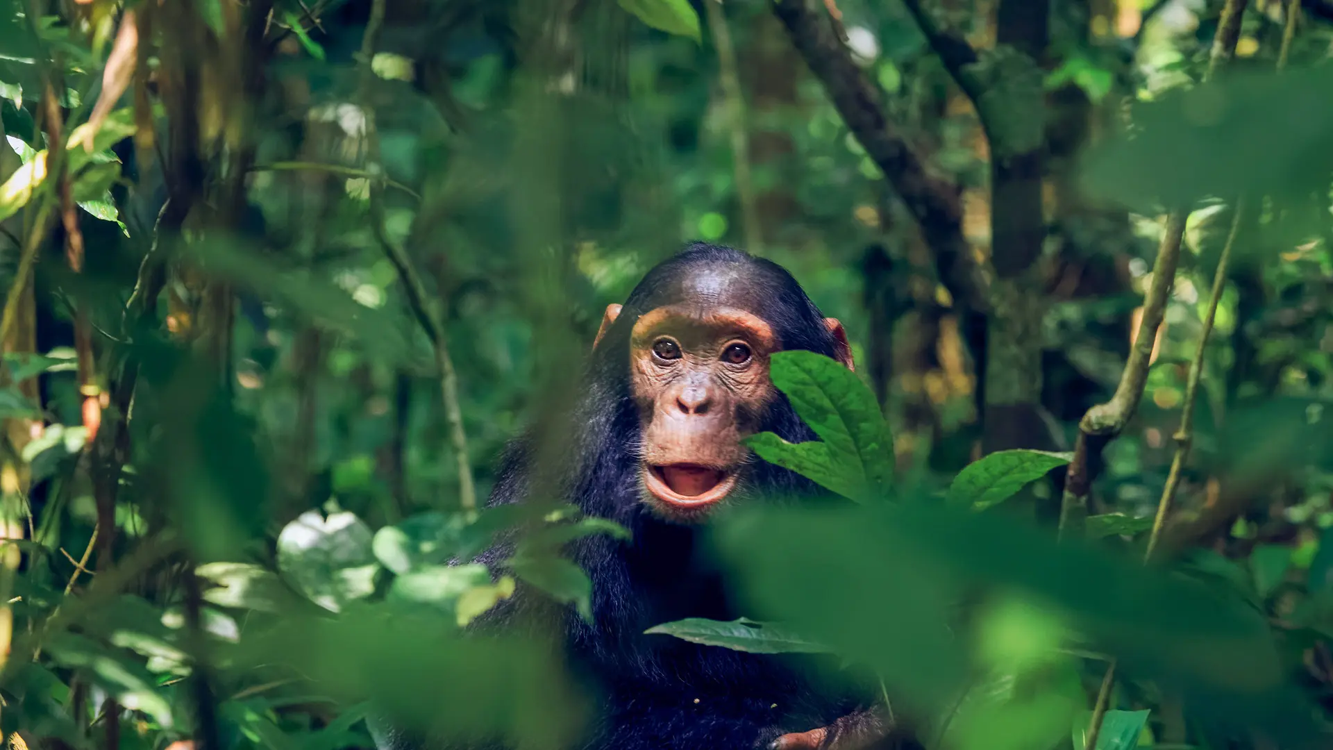 young chimp sitting in the tree branches in kibale national park in uganda