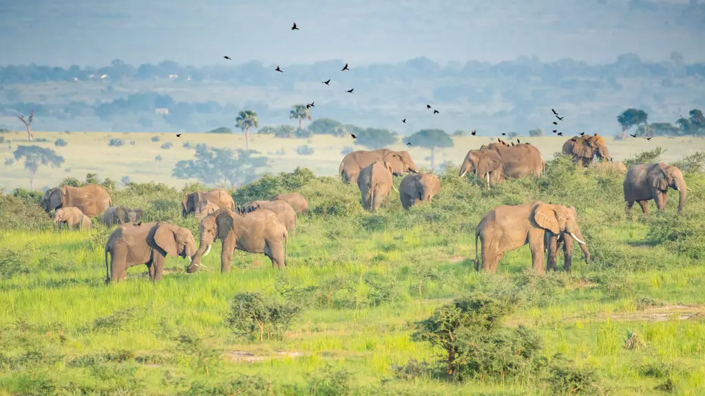 a large herd of african elephants on the plains of murchison falls national park in uganda