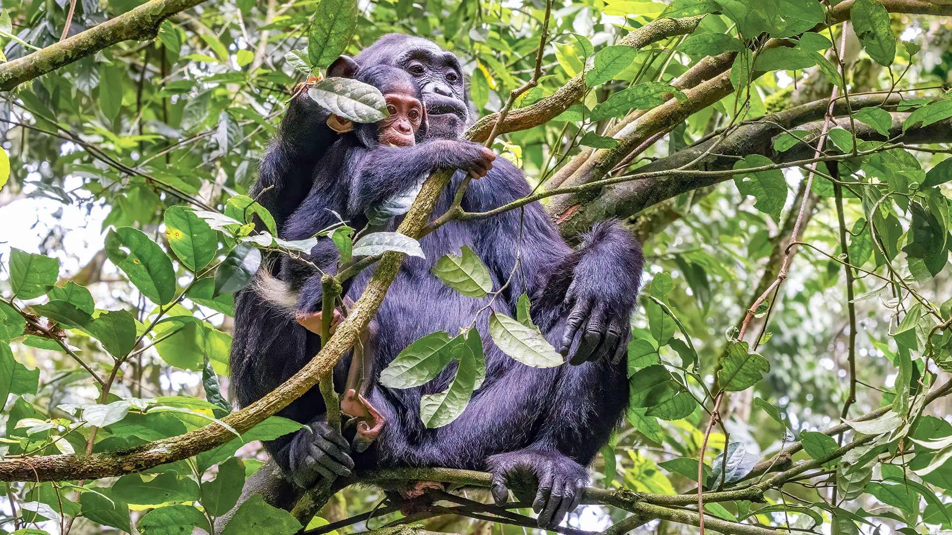 a mother and baby chimpanzee hug in the tree branches in kibale national park in uganda