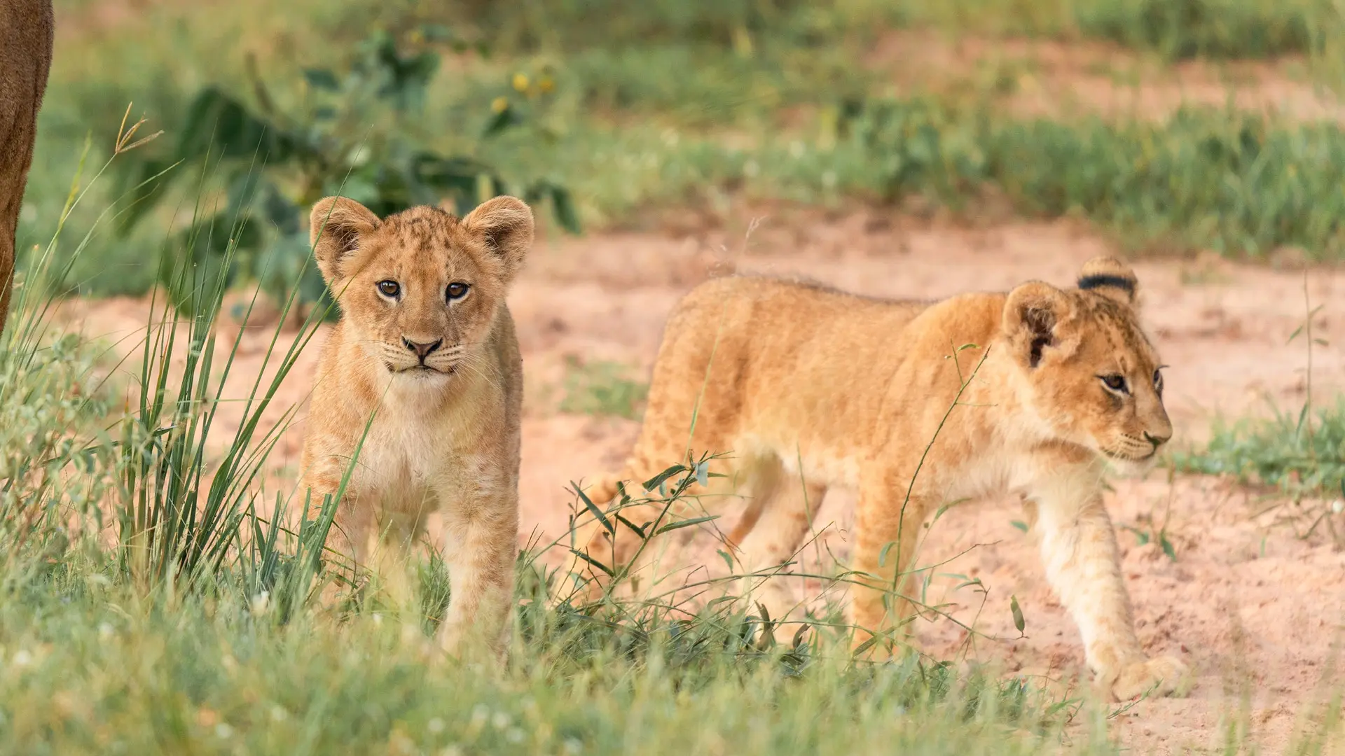 two lion cubs walking at murchison falls national park in uganda