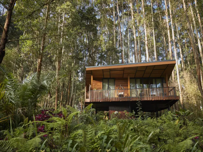One Only Gorilla's Nest guest villa amongst lush greenery and tall trees