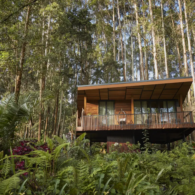 One Only Gorilla's Nest guest villa amongst lush greenery and tall trees