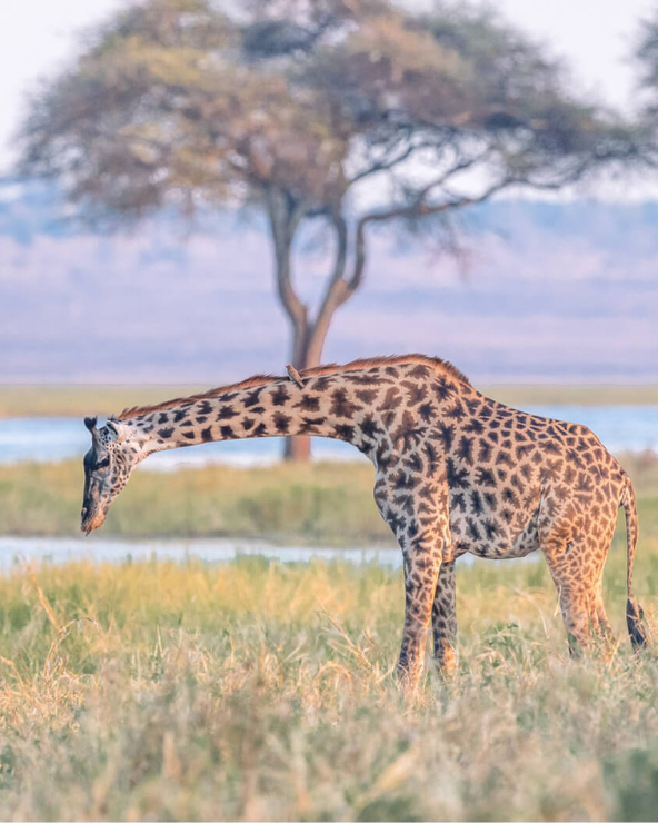 giraffe east africa