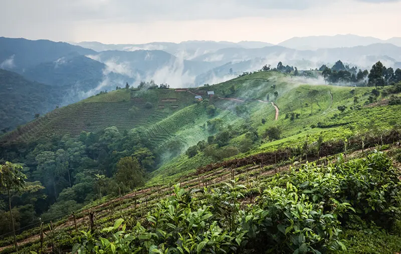 The landscape where Erebero Hills will be built, overlooking the Bwindi Impenetrable Forest.