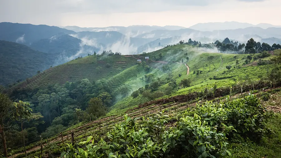 The landscape where Erebero Hills will be built, overlooking the Bwindi Impenetrable Forest.