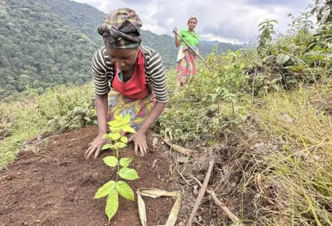 A local member of the community plants another young sapling.