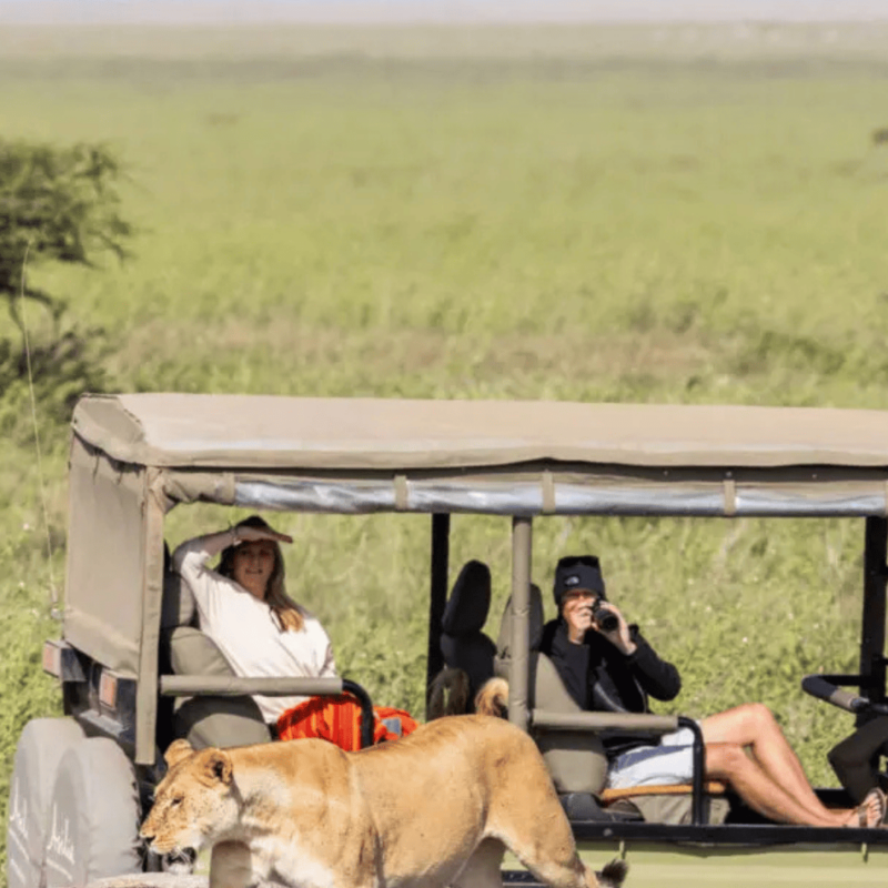 guests enjoy a lion sighting on a safari drive, olakira camp, tanzania, east africa, asilia africa