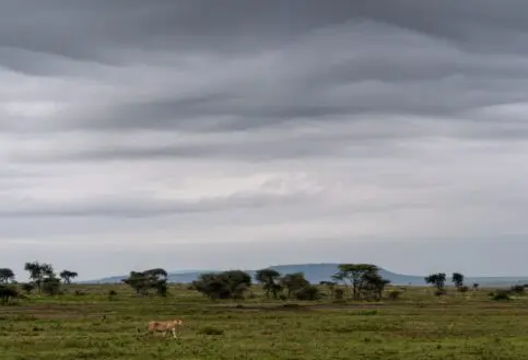 A lioness walks across green grass beneath grey skies in the northern Serengeti, Tanzania.