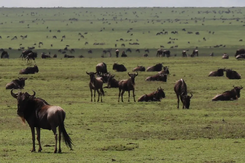 Migrating wildebeest dot the green plains of the southern Serengeti, Tanzania