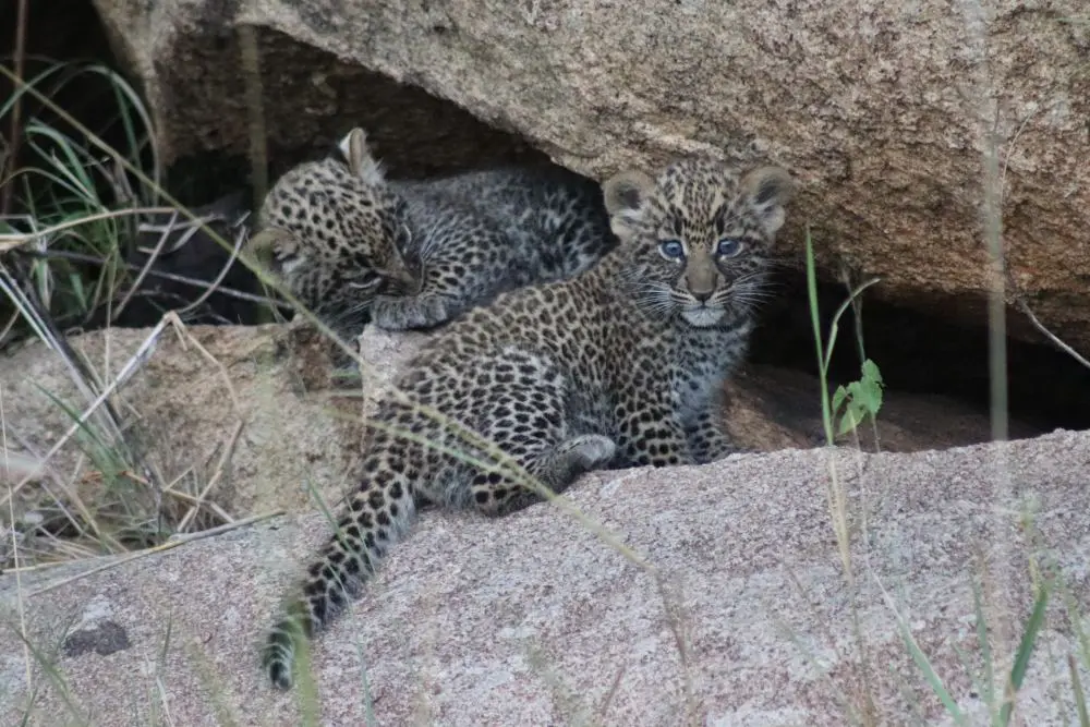 Two very young leopard cubs in the northern Serengeti, Tanzania.