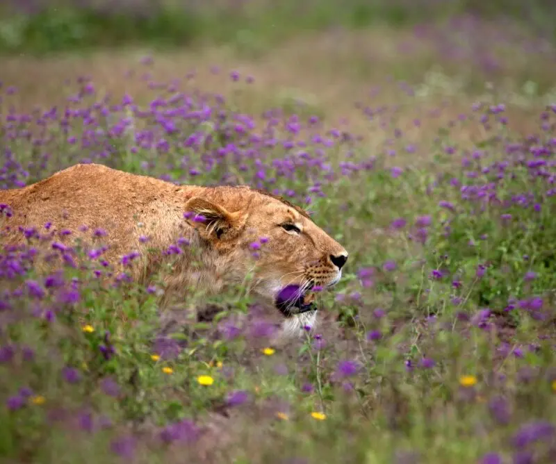 A lioness walks amongst a bed of wildflowers in Tanzania