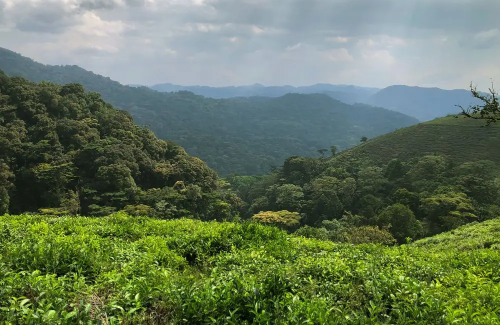 A view over tea plantations into the dense greenery of Bwindi Forest, Uganda.